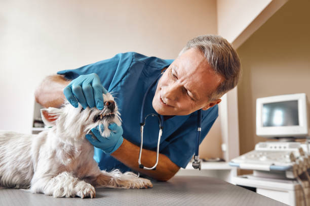 Best Weekend Emergency Dental Services in White Cloud, MI